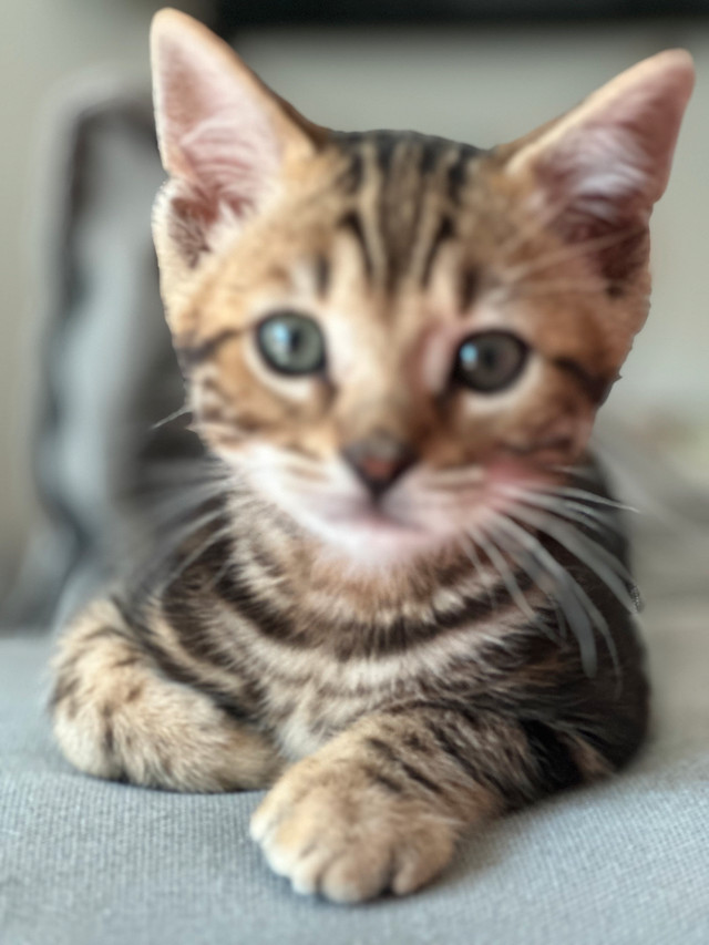 Pure bengal kittens chattons dans Chats et chatons à adopter  à Longueuil/Rive Sud - Image 4