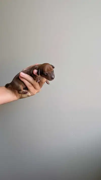 Mini Dachshund Puppies Raised w Love on Kloud 9 Acres, View more