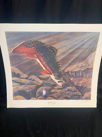 Hand Signed Tom Spatafore Speckled Trout Print