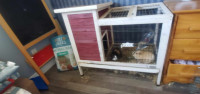 Two Guinea Pigs plus cage/house