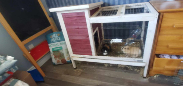 Two Guinea Pigs plus cage/house in Small Animals for Rehoming in Cornwall - Image 2