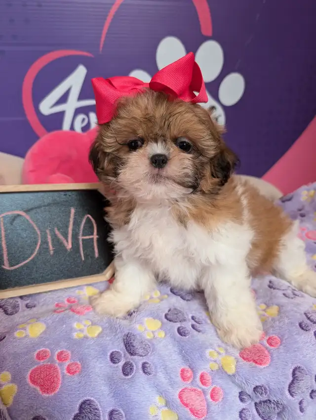 PURE Shih-tzu puppies *hypoallergenic *pedigree parents in Dogs & Puppies for Rehoming in City of Toronto - Image 3