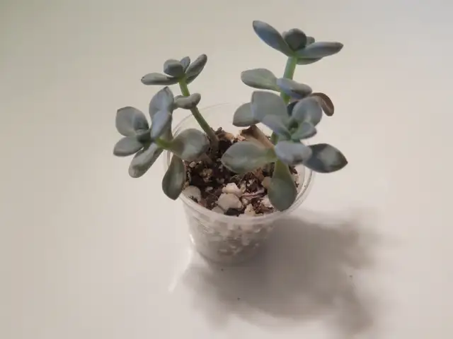 SUCCULENT - GRAPTOVERIA OPALINA64329994120065120