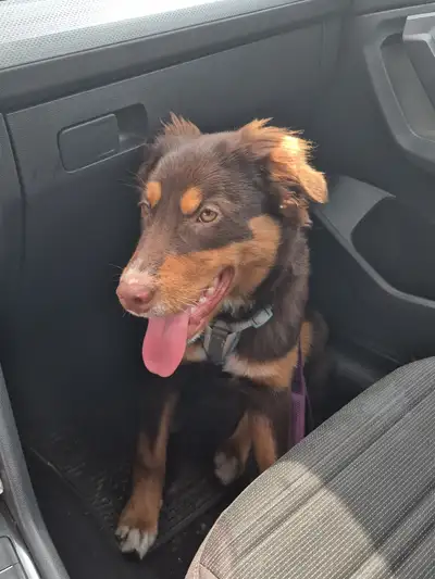 Chocolate Rottweiler x Husky Cross, View more