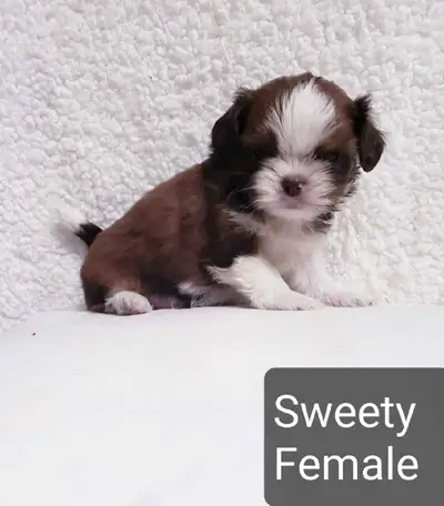 Shih tzu puppies (do not reply to this ad), View more