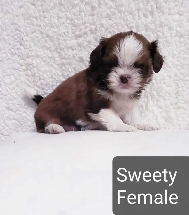 Shih tzu puppies (do not reply to this ad) in Dogs & Puppies for Rehoming in Winnipeg - Image 2
