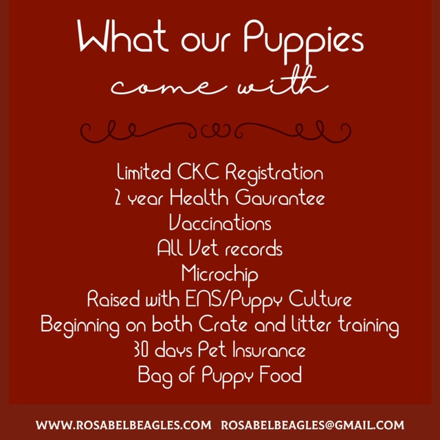 CKC registered Beagle puppies for pet and show homes Dogs & Puppies