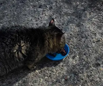 found cat, View more