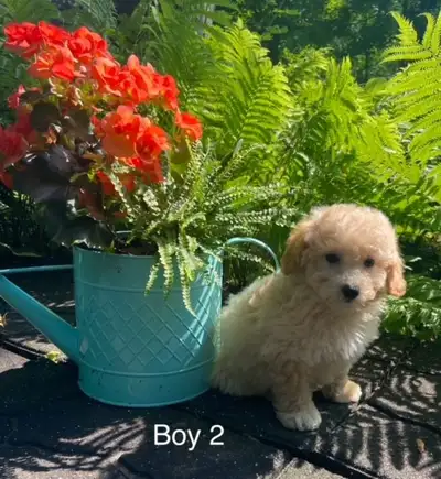 Bichonpoo puppies - Boys and Girls, View more