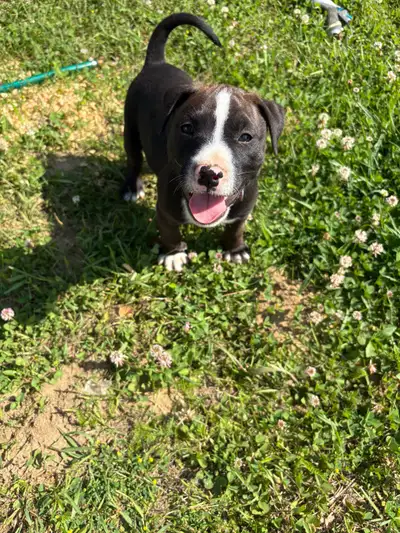 Puppy looking for a new home, View more
