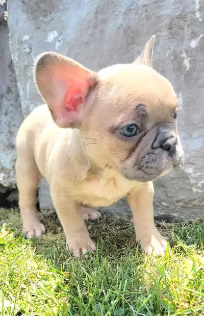 French Bulldog Puppies Ready NOW, View more