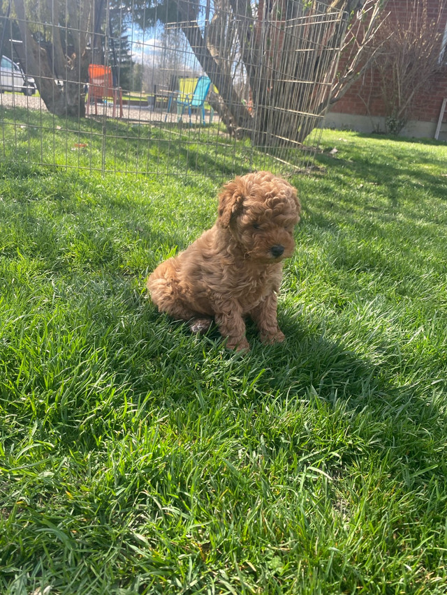 Toy poodle puppies  in Dogs & Puppies for Rehoming in Hamilton - Image 2