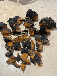 Fresh Chaga 