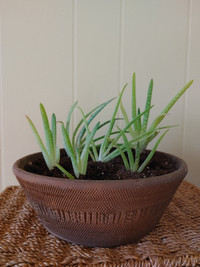 Decorative clay planter with young aloe vera plants