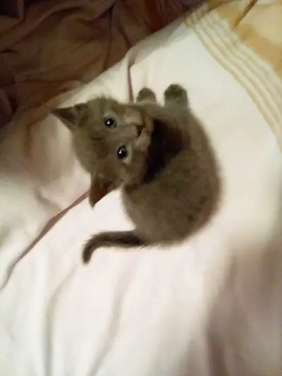 RUSSIAN BLUE FEMALE KITTEN, View more