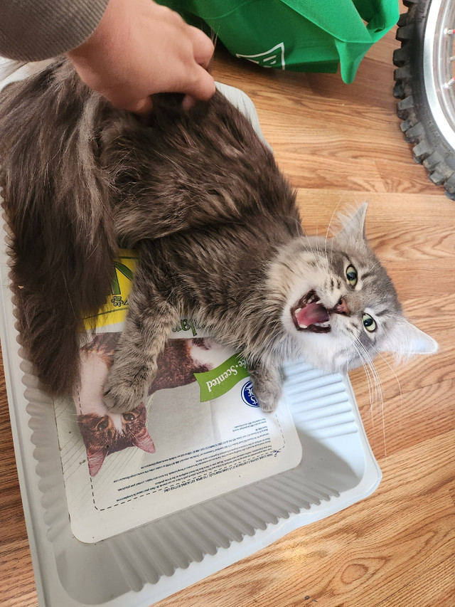 FIXED MALE Cats & Kittens for Rehoming Windsor Region Kijiji