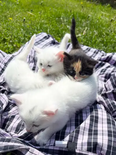 Three white males and one calico female. Dad is Turkish Angora, Mom is Chartreux They are one month...