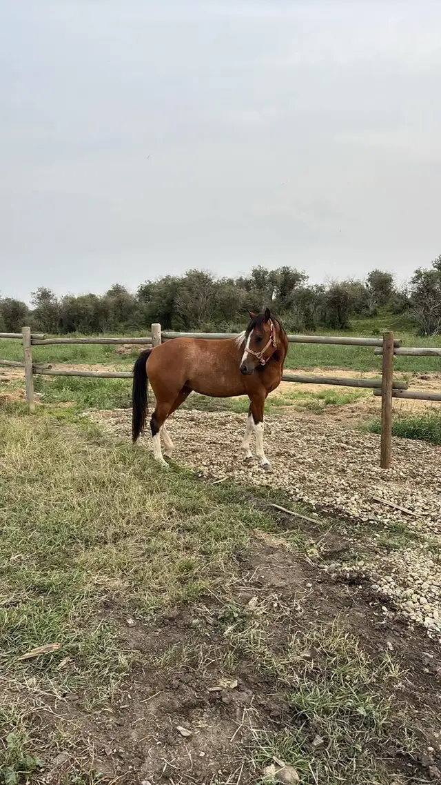 2 year old paint mare  in Horses & Ponies for Rehoming in Edmonton - Image 3