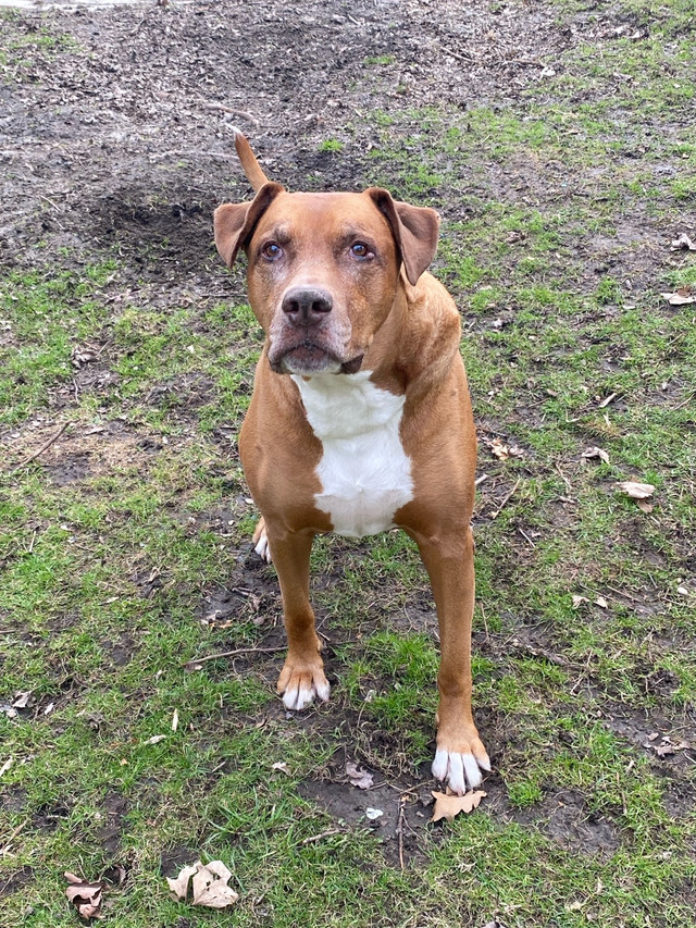 2 Senoir dogs need a home in Dogs & Puppies for Rehoming in London - Image 3