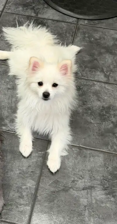 Pomeranian, Chihuahua mix puppy, View more