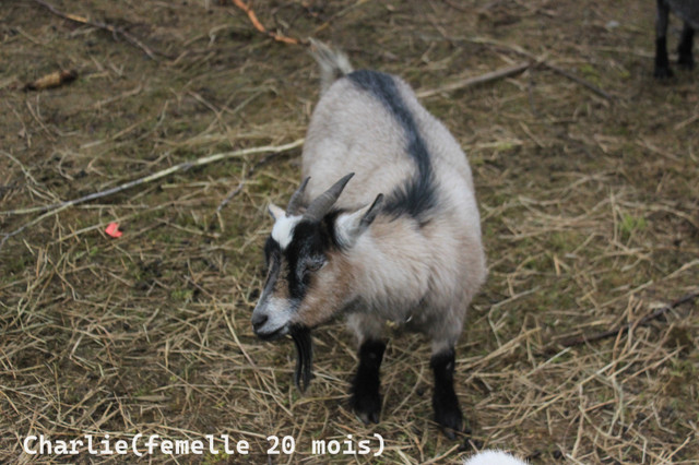 Adorables chèvres naines dans Accessoires pour bétails et chevaux  à Thetford Mines - Image 4