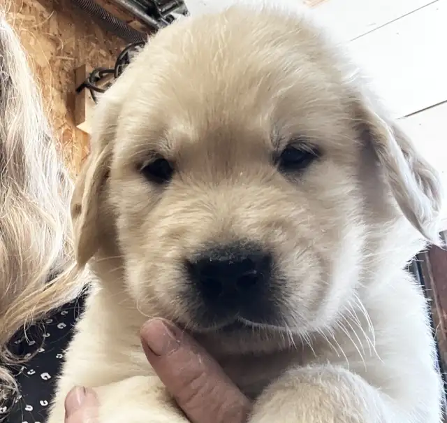 Chiot Golden Retriever prêts 19/07/25 CKC, OFA & ADN in Dogs & Puppies for Rehoming in Laval / North Shore - Image 5