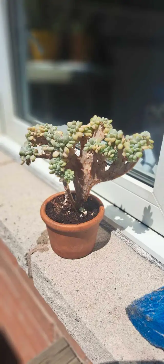 Succulent Plant in Plants, Fertilizer & Soil in Ottawa - Image 2