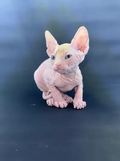 We are excited to announce our adoption application is now open for purebred Sphynx kittens! These h...