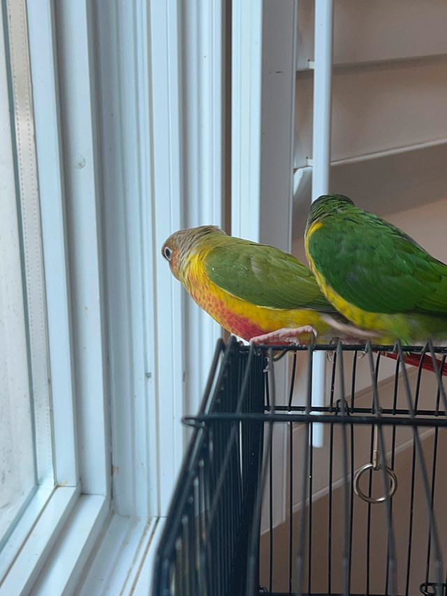 Pineapple and green conure in Birds for Rehoming in Mississauga / Peel Region - Image 3