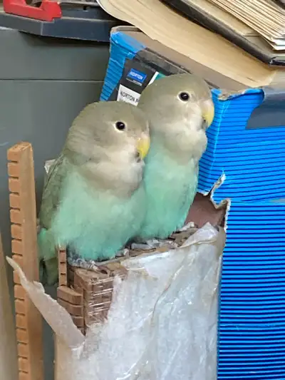 Love birds I have been in contact with the above people who asked me for a bird my add was deleted d...
