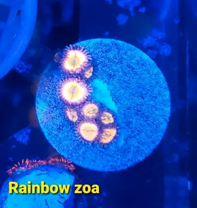 Rainbow zoas - saltwater coral frag, View more