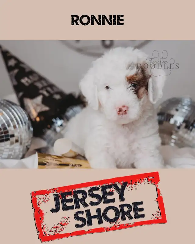 Multigenerational Mini Sheepadoodle available. Will be 30-35lbs in Cats & Kittens for Rehoming in City of Toronto - Image 5