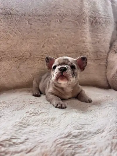Top Quality French Bulldogs, View more