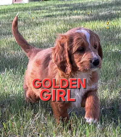 BERNEDOODLE Puppies mid size, View more