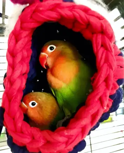Love birds for rehoming looking for homes urgently SALE, View more