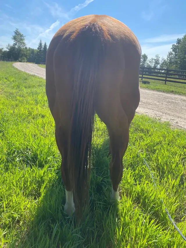 Quarter Horse  in Horses & Ponies for Rehoming in Grande Prairie - Image 7