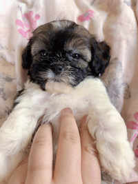 Adorable shipoo Shih tzu/Poodle puppy Ready to go