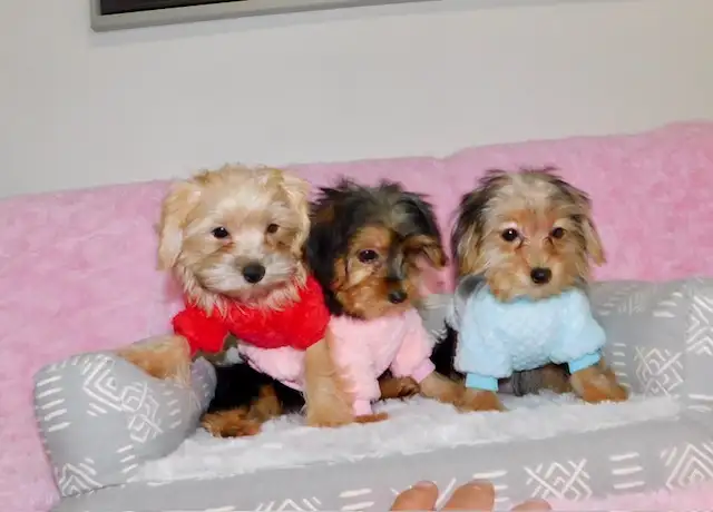 Tiny toy morkie puppies in Dogs & Puppies for Rehoming in City of Toronto - Image 10