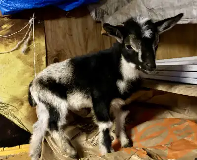 BABY GOAT FOR BIRTHDAY PARTY  $480-$680  GTA, View more