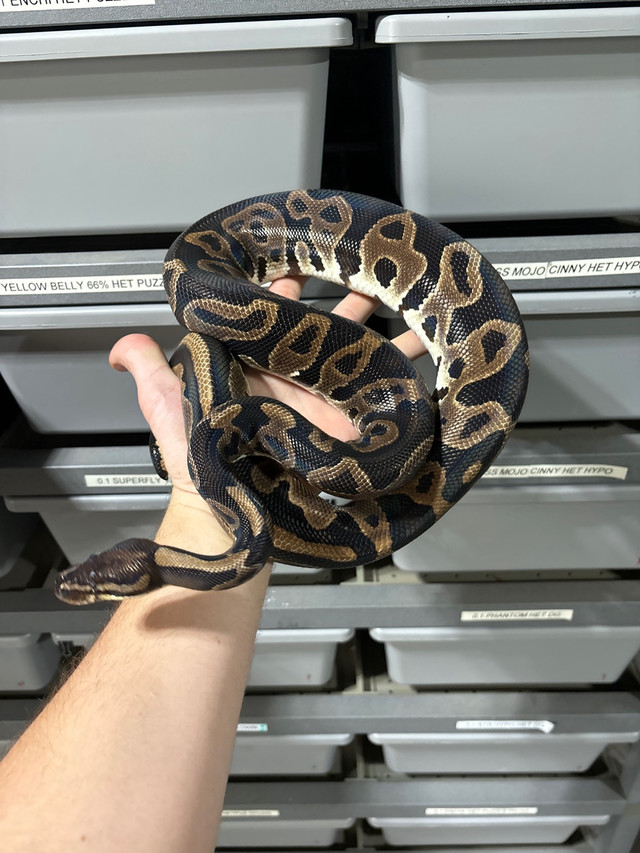 Leopard Ball Python Female  in Other in Peterborough - Image 2