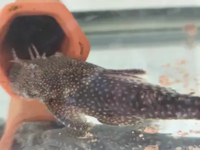 Bristlenose Pleco mating pair, View more