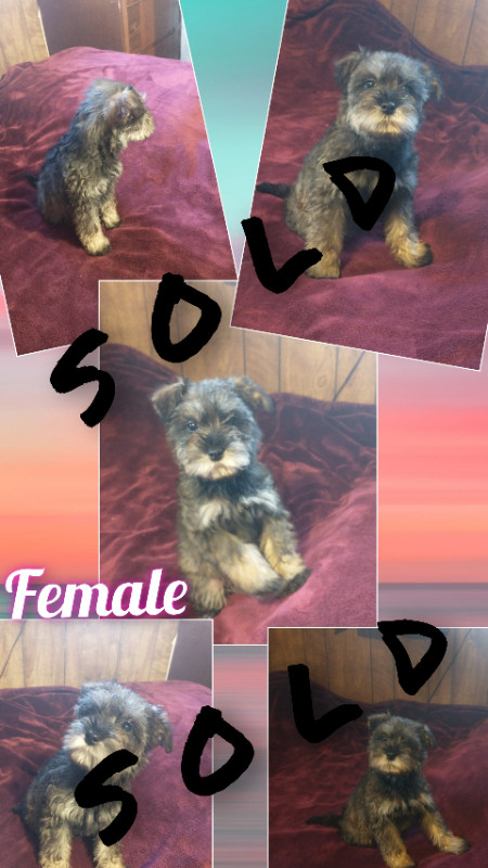 Gorgeous Mini Schnoodle in Dogs & Puppies for Rehoming in Lethbridge - Image 3