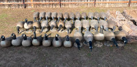 Canada goose Full body decoys spread and layout blinds