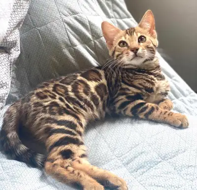 Top race TICA registered,  vaccinated Bengal kittens, View more