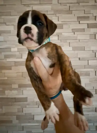 Chiots Boxer Pure Race (Reste 4)  - Les Boxers des Laurentides, View more