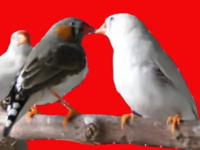 Oiseaux Mandarin à vendre $ 30.00 chaqe, View more