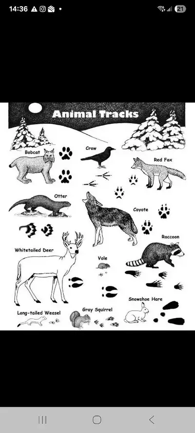 backcountry Wildlife Management , View more