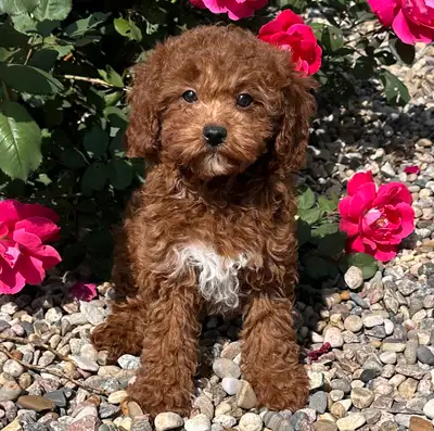 F1B Cavapoo Puppies, View more