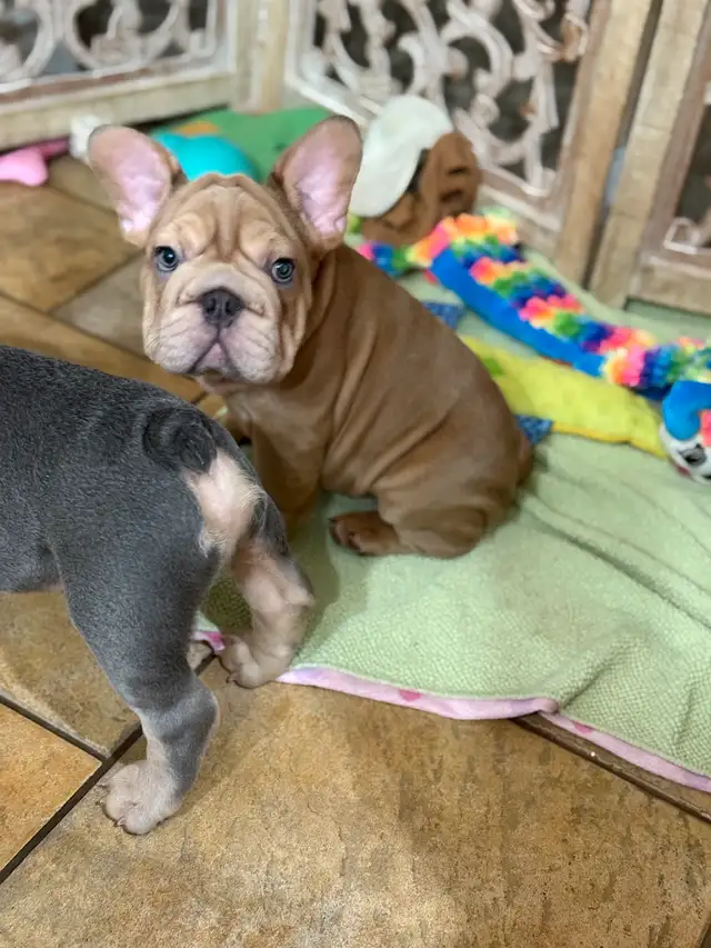 All sold our waiting list for our next wrinkled litter open now in Dogs & Puppies for Rehoming in Strathcona County - Image 4