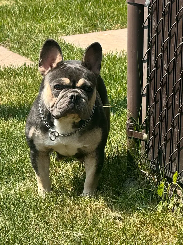 BOULEDOGUE FRANCAIS / FRENCH BULLDOG in Dogs & Puppies for Rehoming in Laval / North Shore - Image 9